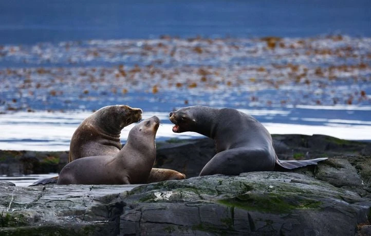 Des otaries empoisonnées inquiètent sur les plages de Californie