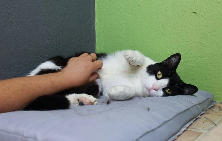 Il tue un chat et joue au foot avec son cadavre