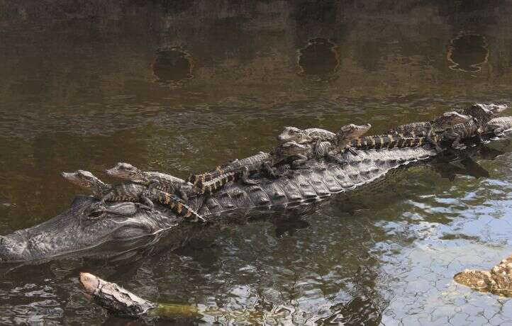 L’alligator, un reptile fascinant