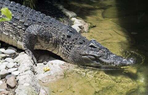 Un éleveur obligé de tuer 125 crocodiles après le passage d’un typhon