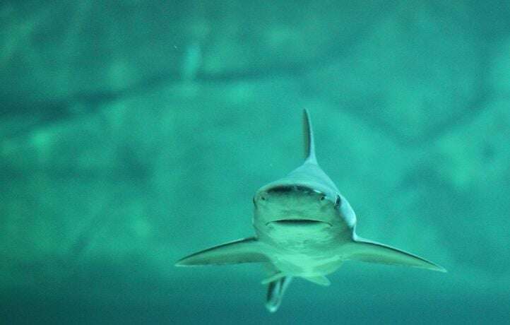 Une femelle requin donne naissance à un bébé… alors qu’il n’y a pas de mâle