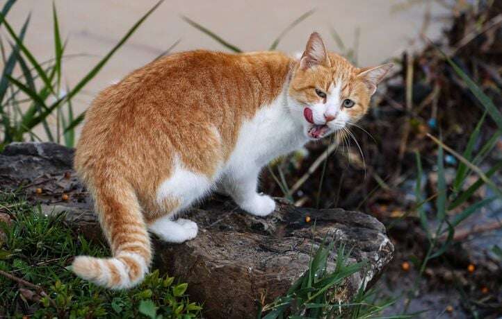 Condamnée parce que son chat faisait ses besoins dans le jardin du voisin