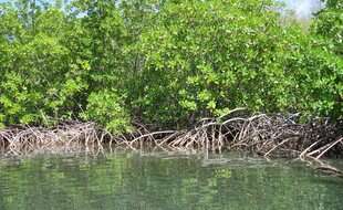 Les bactéries des mangroves vont-elles produire de l’électricité ?