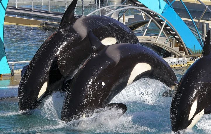 Les orques de Marineland n’iront pas en Espagne et doivent rester à Antibes