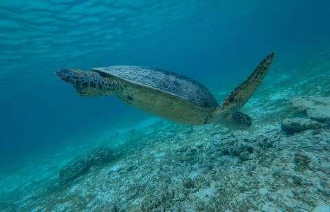 Ces espèces animales dont le déclin des populations fait vraiment flipper