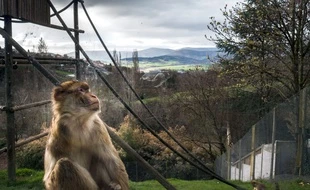Les zoos français rouvriront le 19 mai, les parcs d'attractions le 9 juin