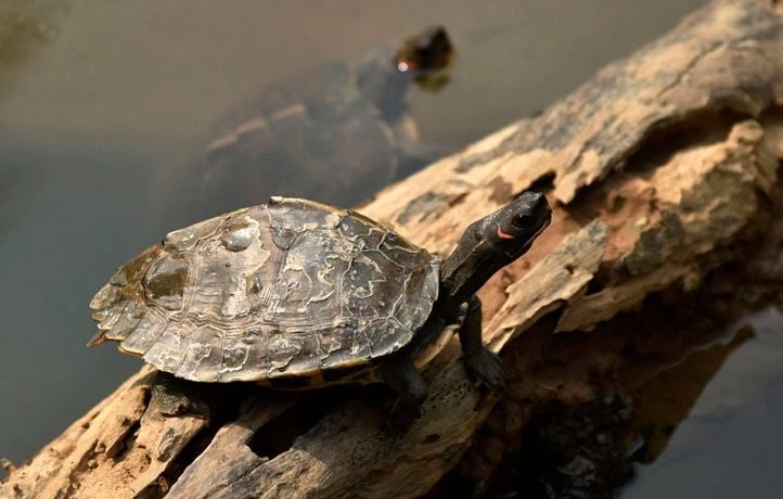 Une tortue relie les deux côtes de l’Inde au terme d’un périple de 4.500 km