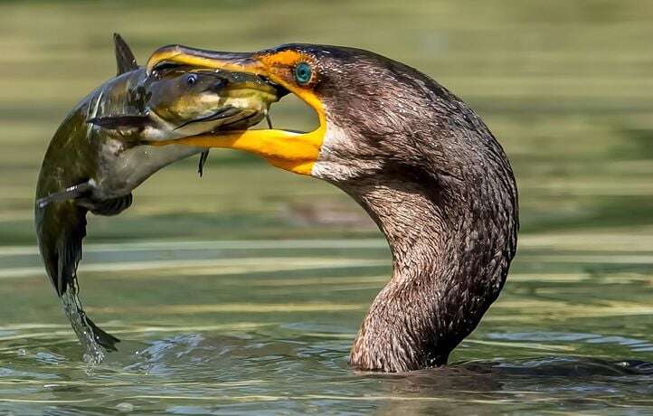 Les chasseurs vont de nouveau pouvoir tuer des cormorans, espèce protégée