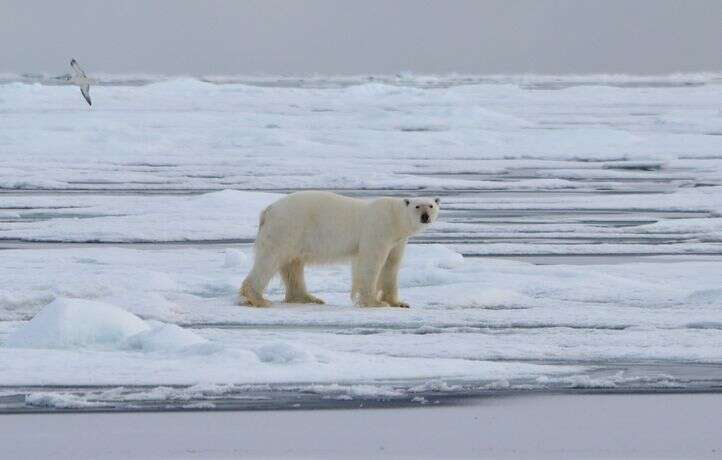 En Arctique comme en Antarctique, la banquise n’a jamais été aussi réduite