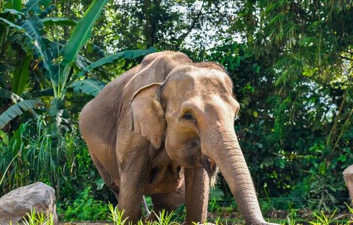 Le partenariat entre Enedis et le Pal fait le bonheur des éléphants du parc