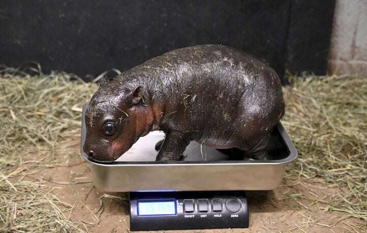 Ce bébé hippopotame nain sera baptisé par les internautes pour le Nouvel an