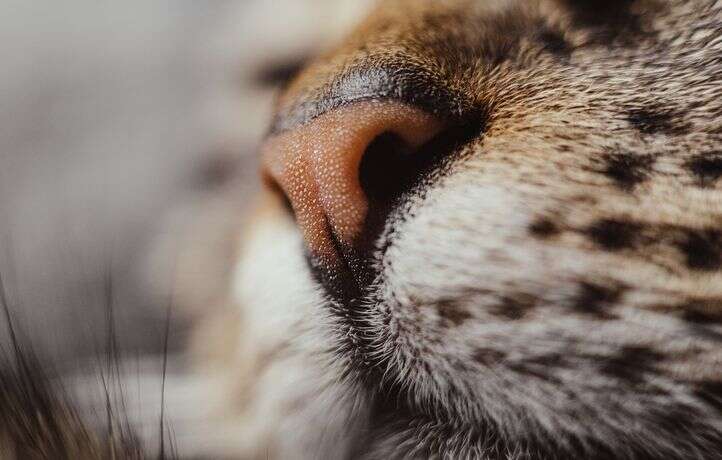 Le plus gros chat du monde meurt après avoir suivi un régime