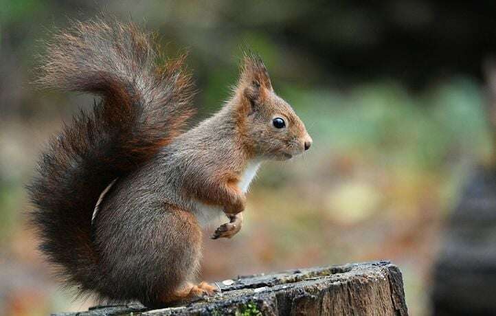 Cette photo d’un écureuil coincé dans un arbre est la plus drôle de l’année