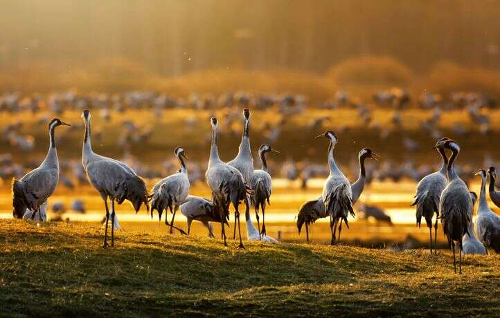 La grue : l’un des plus grands oiseaux volants du monde