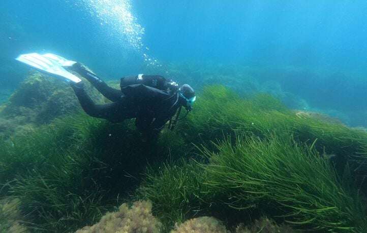 C’est quoi les posidonies, ces herbes qu’il ne faut pas perturber en bateau