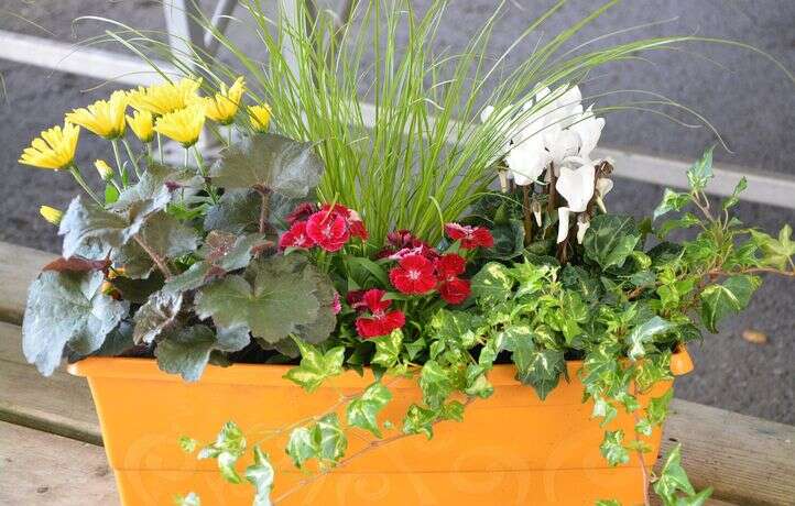 Il fait fuir les dealers qui squattaient sa rue grâce à des pots de fleurs