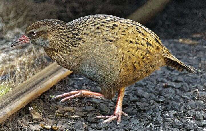 Ce candidat de téléréalité mange un oiseau protégé en Nouvelle-Zélande