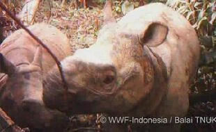 Deux petits rhinocéros de Java repérés dans un parc naturel en Indonésie