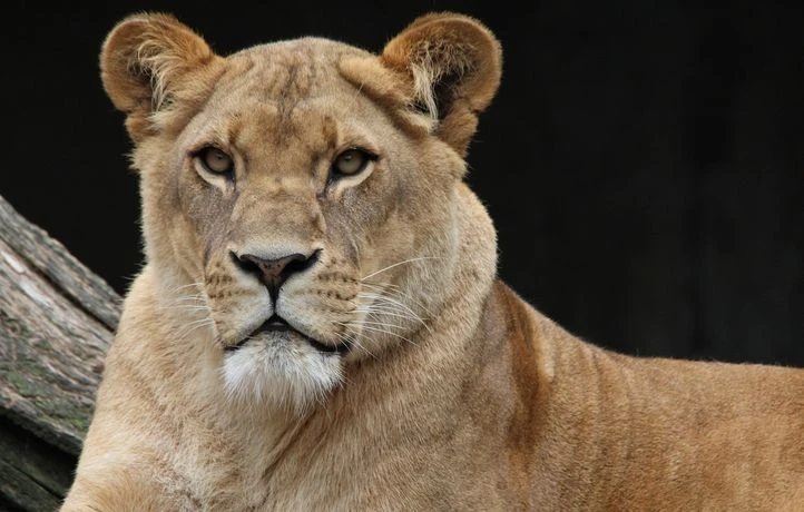 Réveillés en pleine nuit, ils découvrent une lionne allongée sur leur frigo