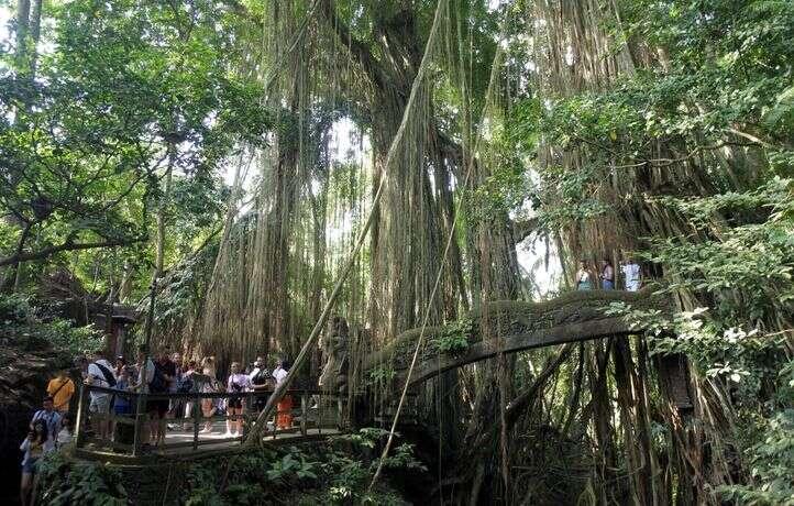 Deux touristes, dont une Française, tuées par la chute d’un arbre à Bali sur un lieu très touristique