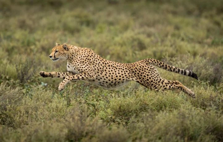 Animaux : la vie à toute vitesse