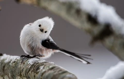 Trois oiseaux étonnants à observer près de chez vous
