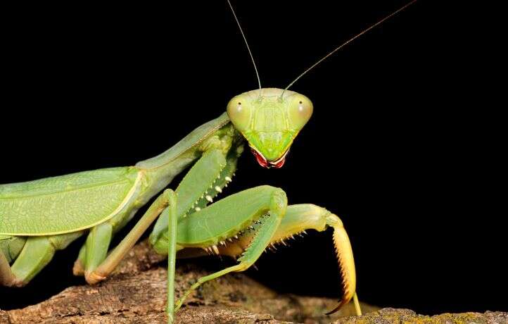 La mante religieuse : l'insecte tueur