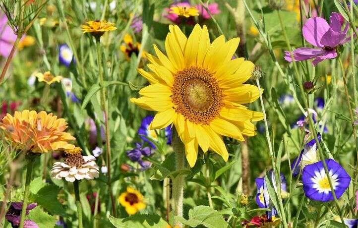 140.000 fleurs cultivées chaque année pour décorer la ville de Vichy