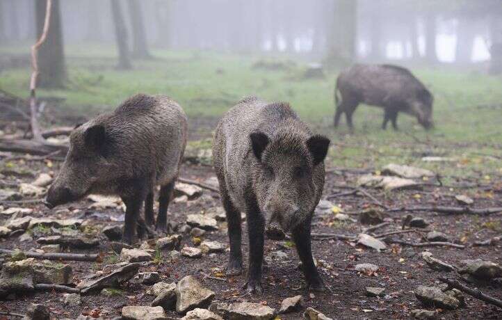 Des habitants à Marseille pris en otages par une horde de sangliers