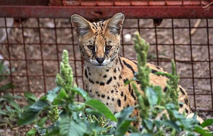 Un refuge de la Loire débordé par le trafic incessant de servals