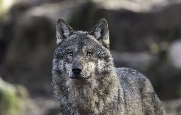 La louve emblématique du parc Yellowstone est morte à l’âge de 11 ans