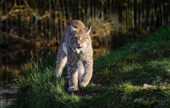 A Madrid, ils découvrent un lynx abattu, la tête et les pattes tranchées