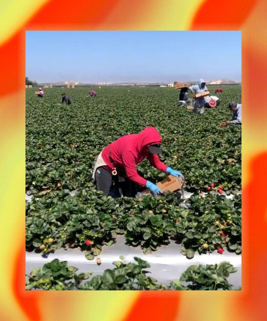 Why Farmworkers Are Sharing Their Lives (& GRWM Routines) on TikTok