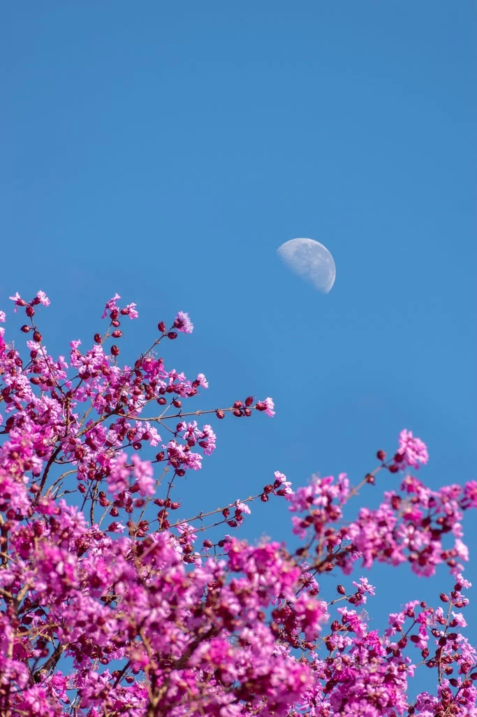The Full Flower Moon In Scorpio Will Offer You A Glimmer Of Hope