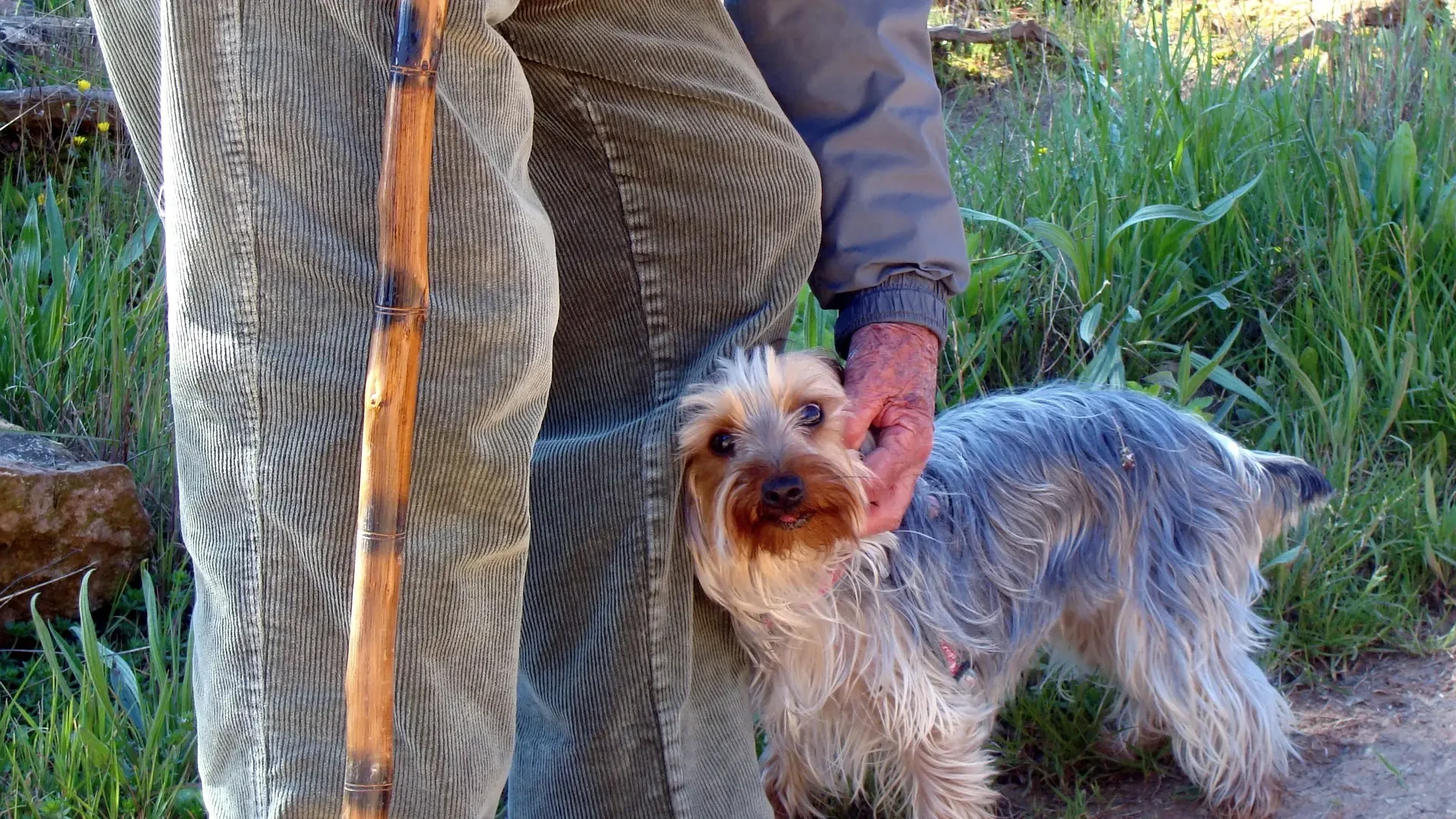 ¿Qué pasa con tu perro o gato si falleces? Así puedes incluirlo en tu testamento y garantizar su bienestar