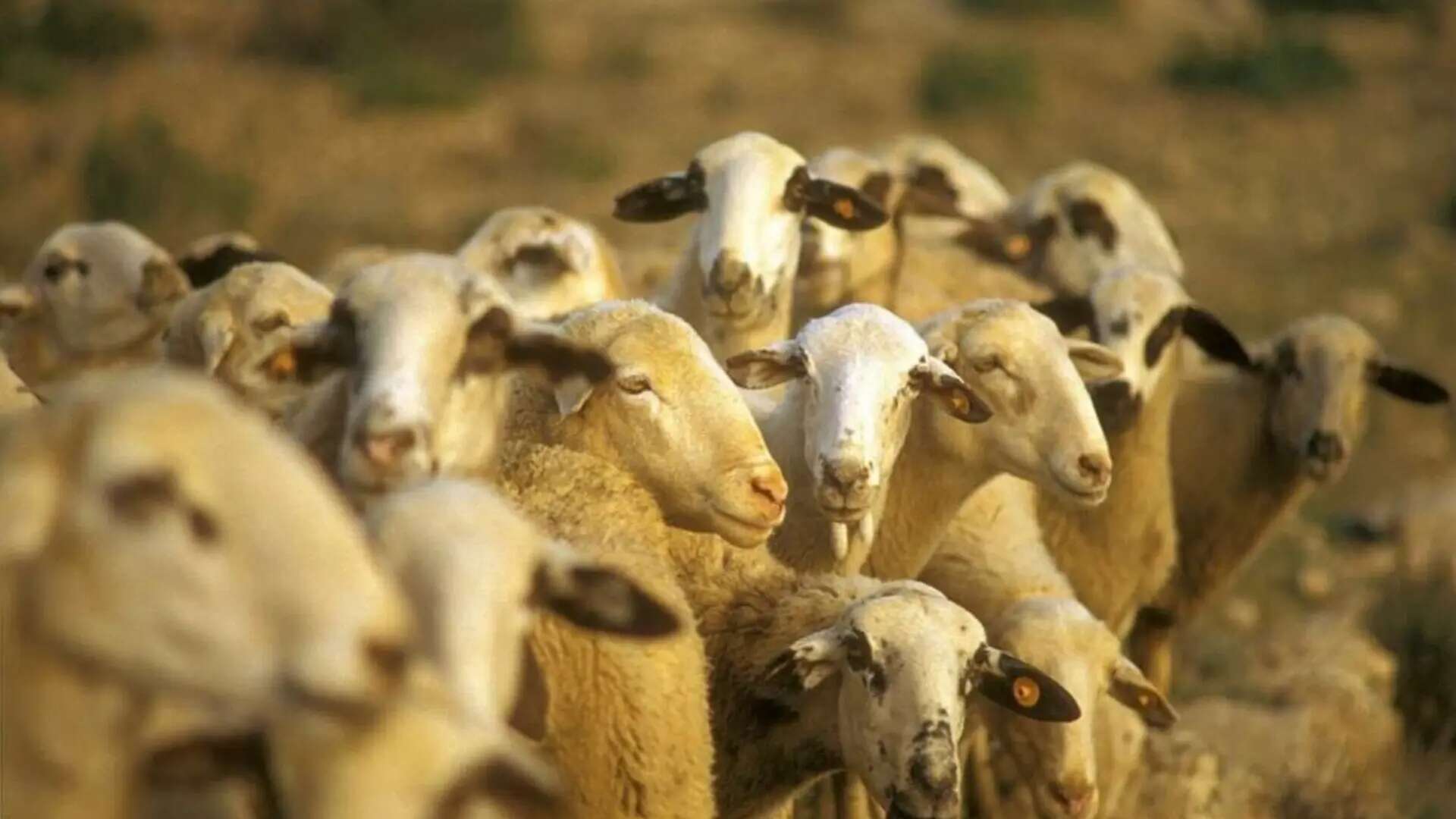 La lengua azul persiste en Extremadura: 