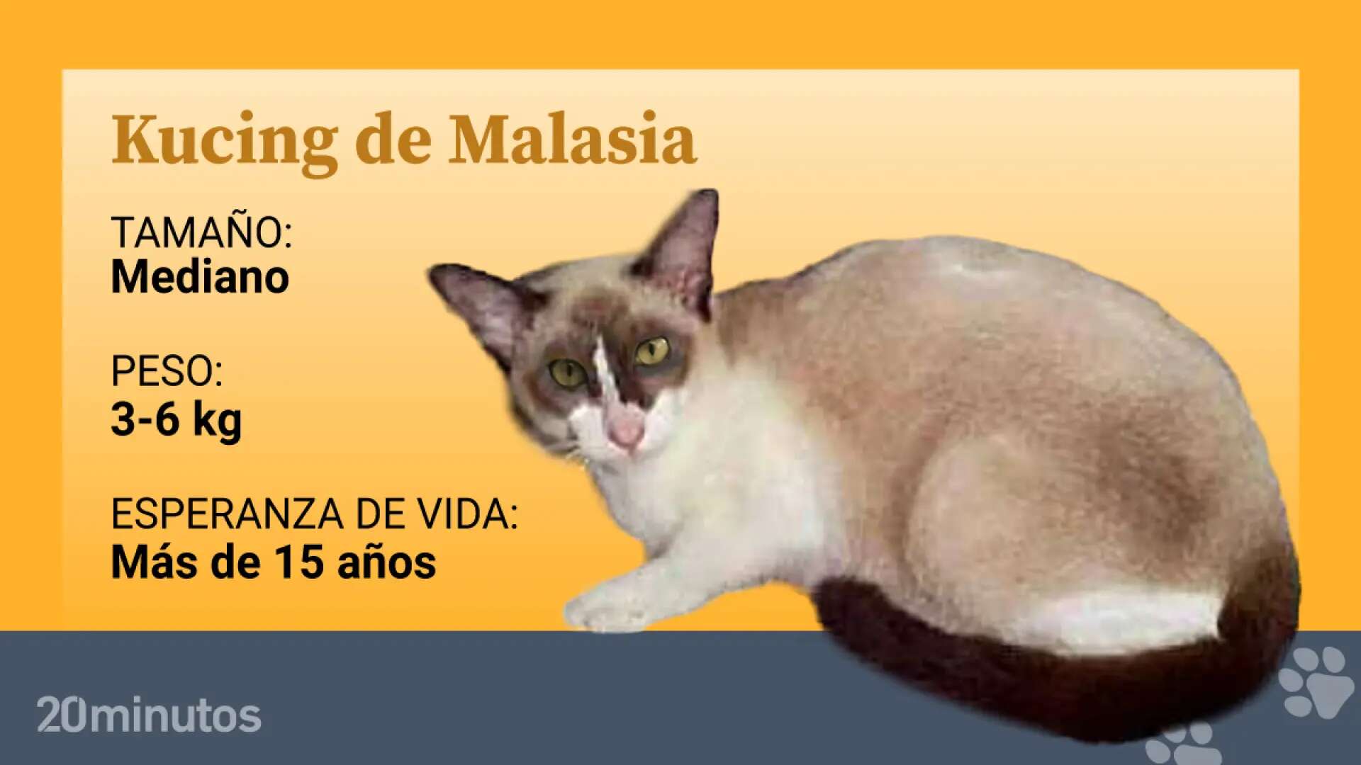 El kucing malayo, una raza felina natural en proyecto de cría y protección