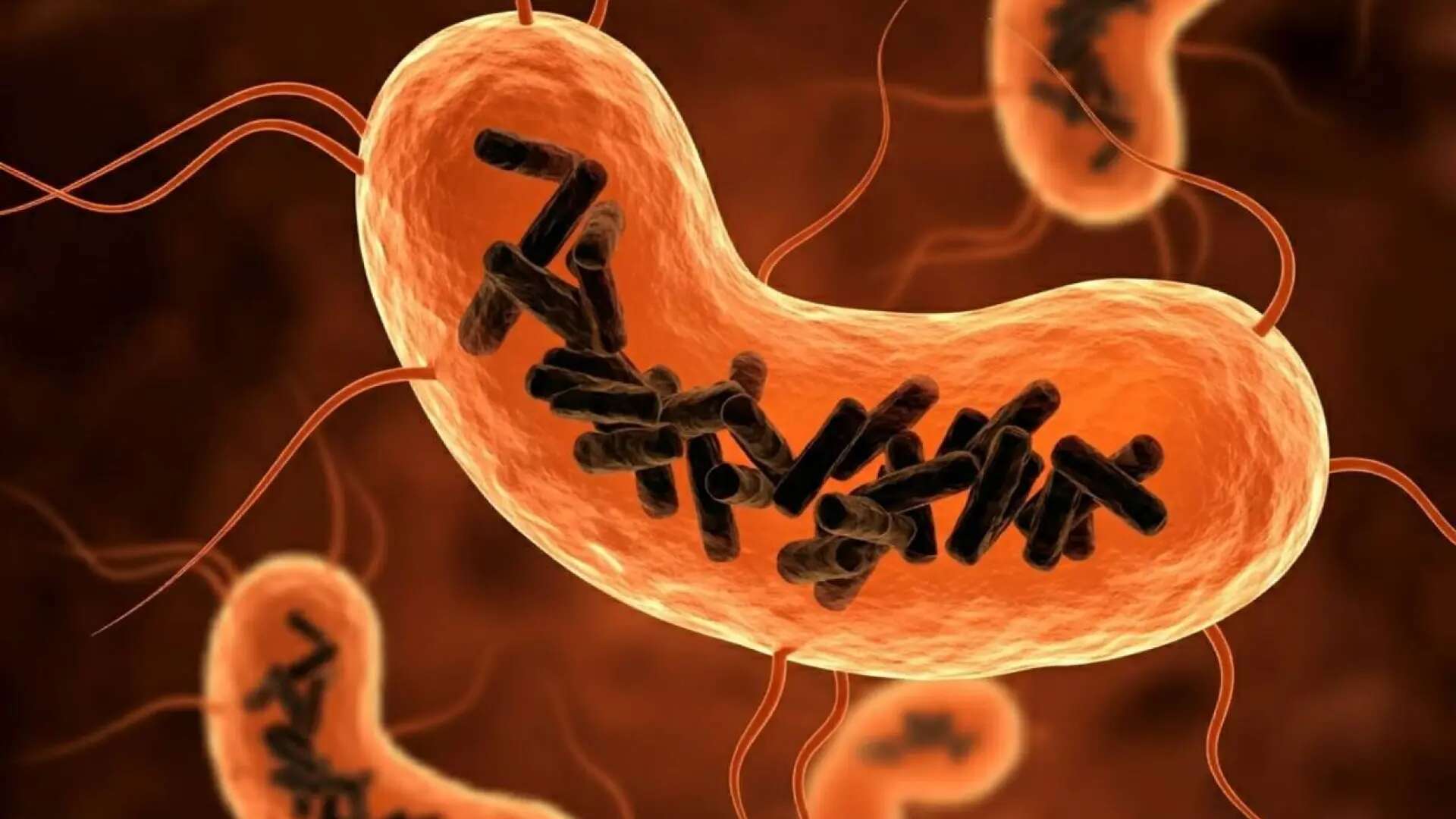 Ni bacteria ni virus: qué son los 'obeliscos', un tipo de ser vivo que habita el cuerpo humano