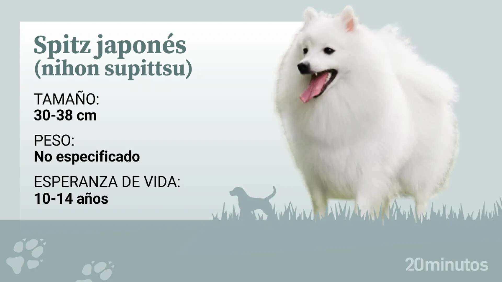 Así es el saludable spitz japonés, una raza reciente que surge de los spitz alemanes