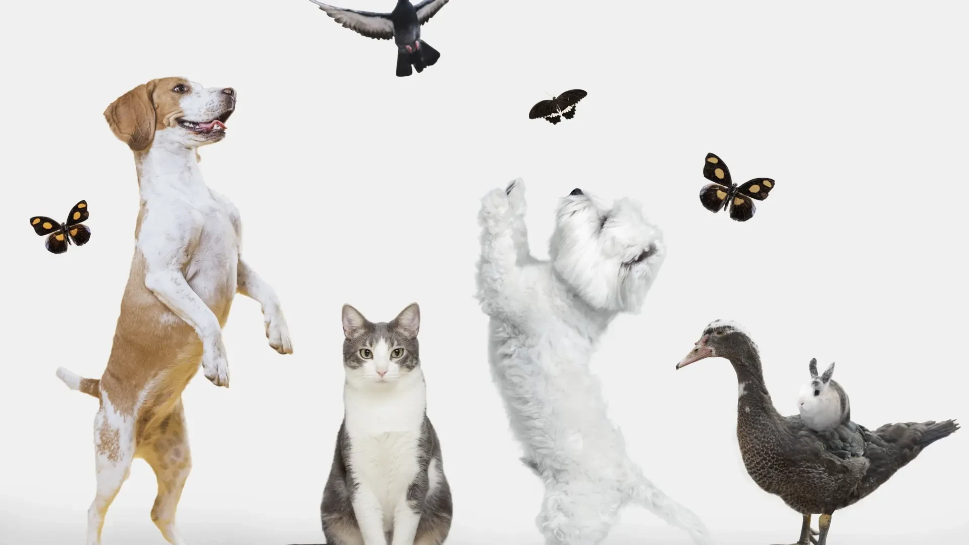 La cara B de convivir y cuidar de un animal: el hilo viral que desata confesiones inesperadas sobre mascotas