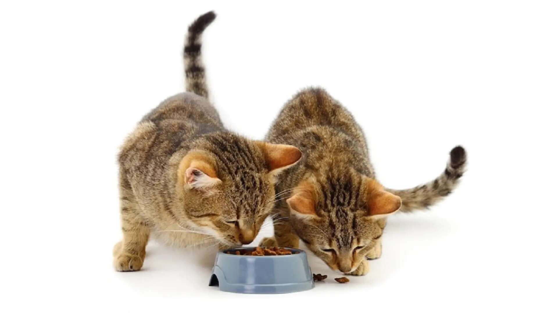 Alimentación felina en hogares con varios gatos: cómo crear un ambiente sin estrés