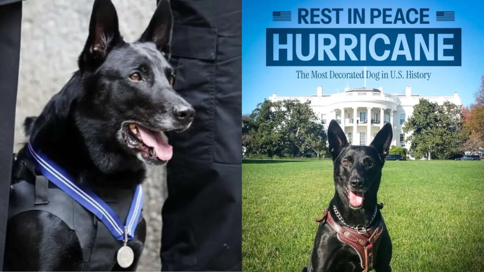 Muere Hurricane, el perro de la Casa Blanca que salvó a Obama