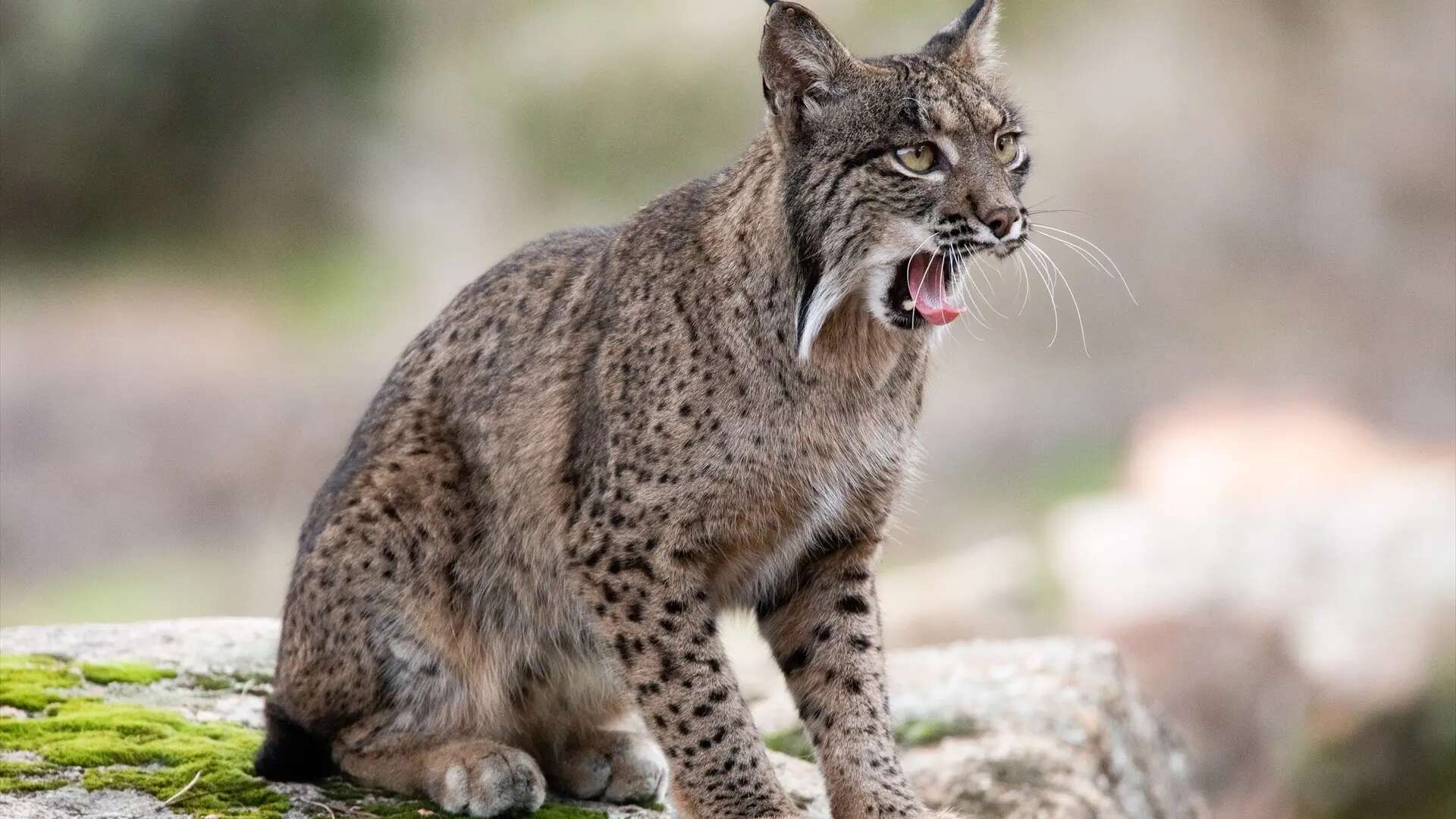 Impresionante éxito: el lince ibérico conquista Palencia, Cuenca, Murcia y Granada