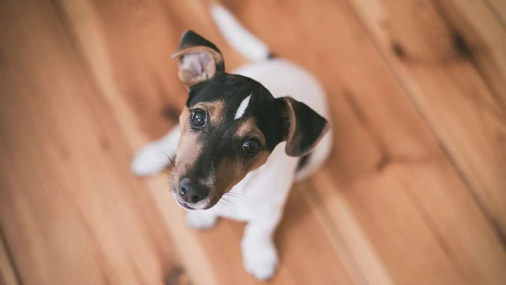 Las cámaras como herramienta para educar y entender mejor a nuestros perros, cómo usarlas sin perjudicarles