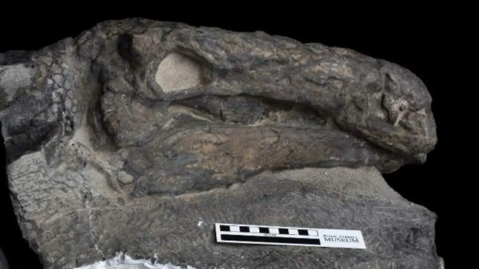 Un nuevo estudio revela que los dinosaurios podrían tener la clave para nuevos tratamientos para el cáncer