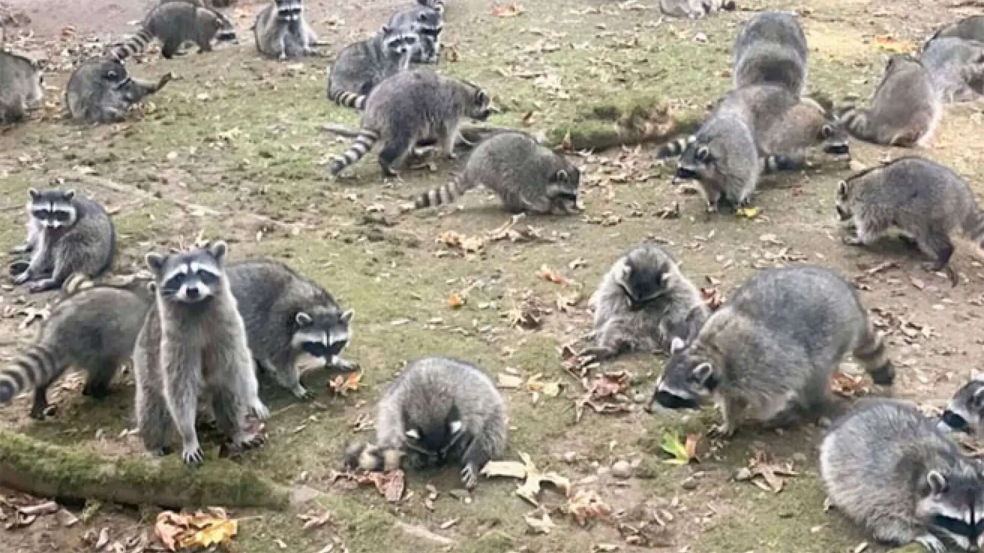 Llama a la Policía porque su casa estaba rodeada por un 'ejército' de 100 mapaches