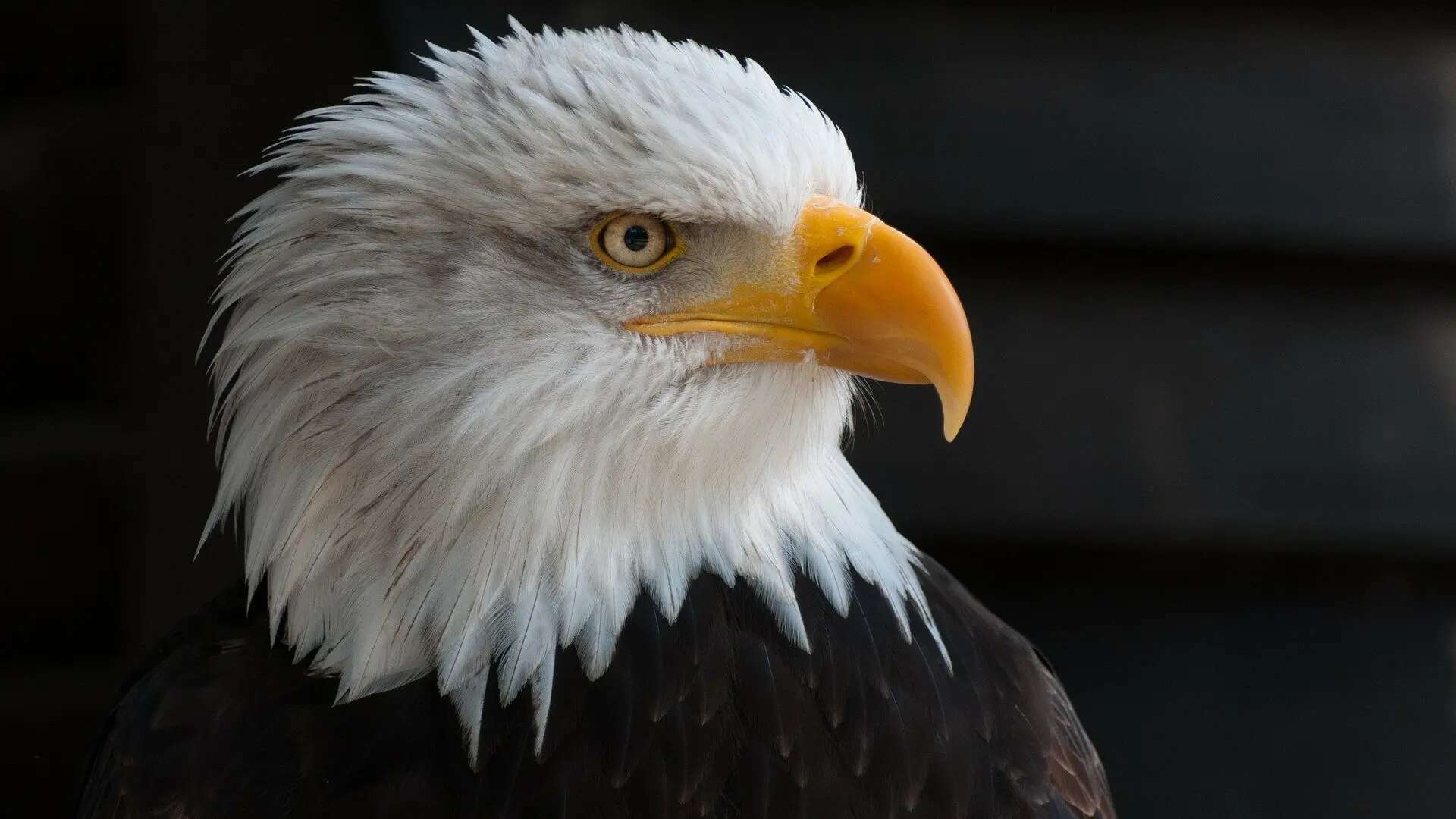 El águila calva es oficialmente designada como el ave nacional de Estados Unidos