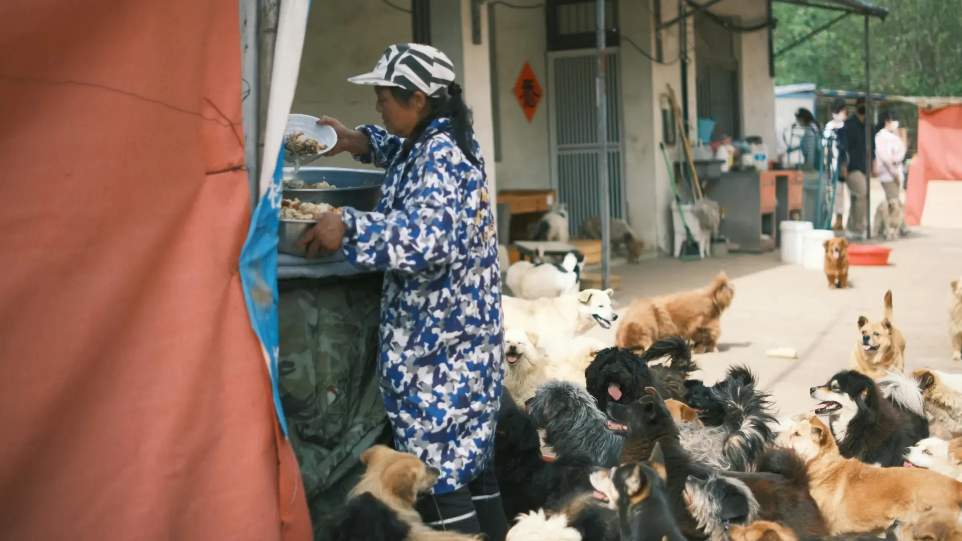 China crea el primer grado universitario específico para formar a expertos en perros, gatos y caballos