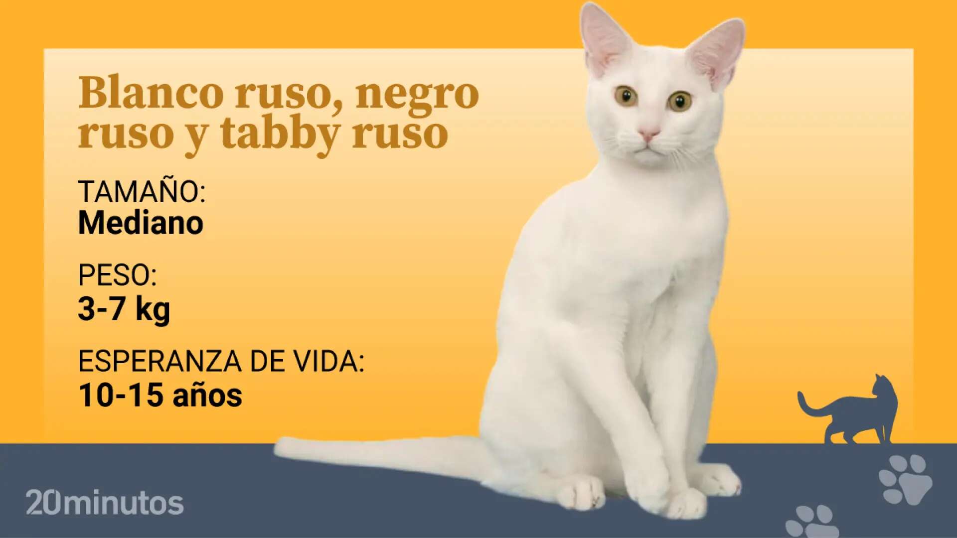 Los gatos rusos blancos, negros y tabbies, una variación del clásico azul