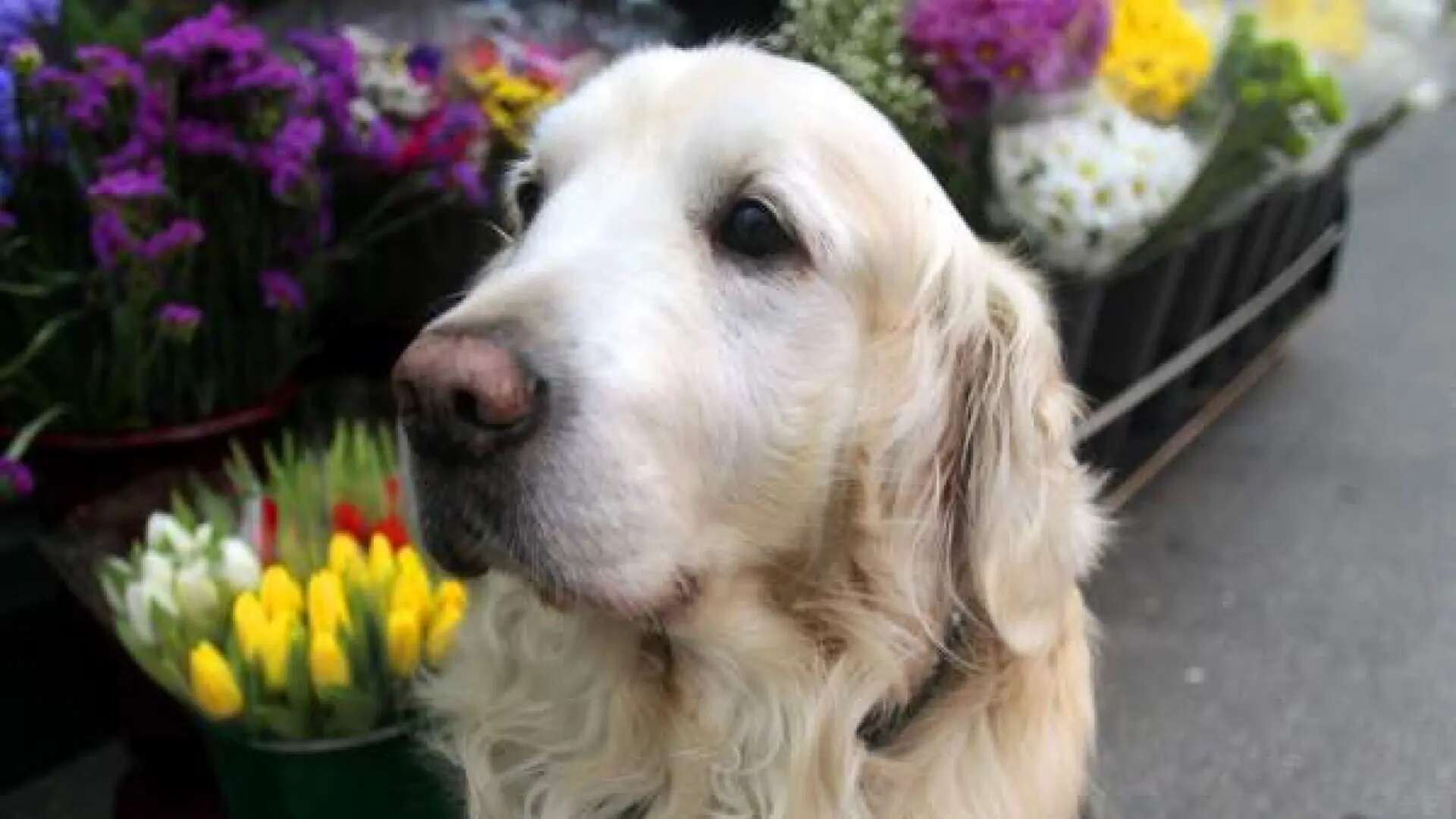 Un perro que deja huella: el curioso motivo por el que en esta plaza de Galicia hay una estatua de un golden